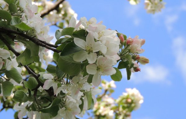 Яблоня Семеренко цветение