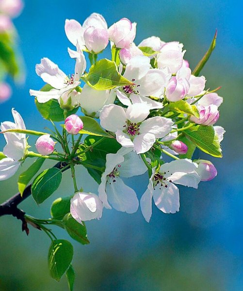 Яблоневый цвет