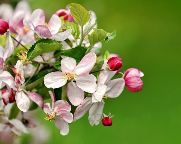 Цветы яблони