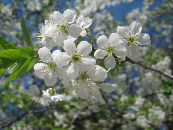 Цветущая яблоня