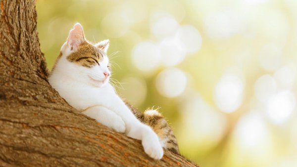 Кот Весна солнце