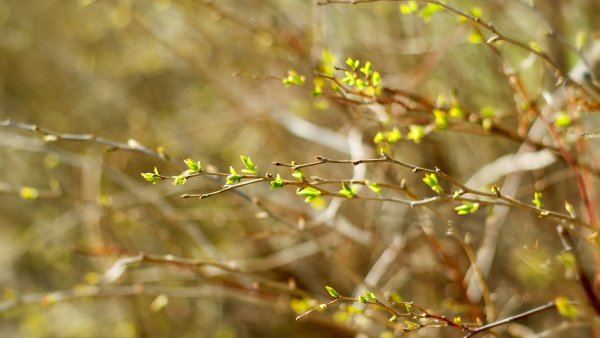 Хочу весну