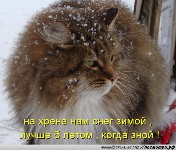 Коты весной