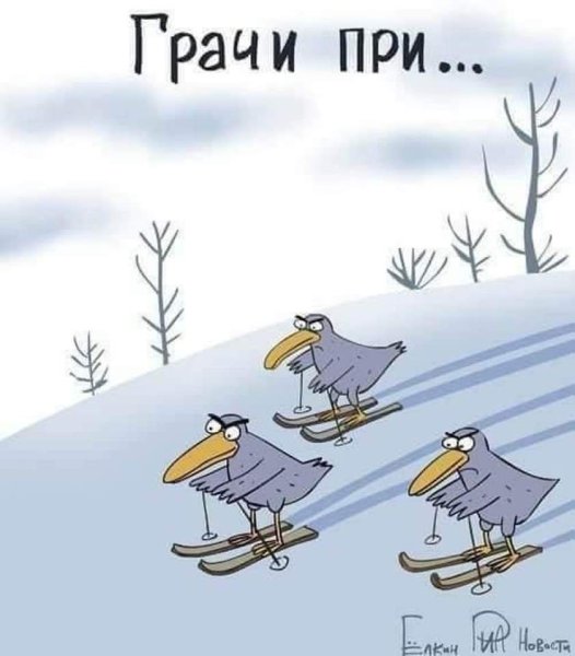 Кот торчит из сугроба