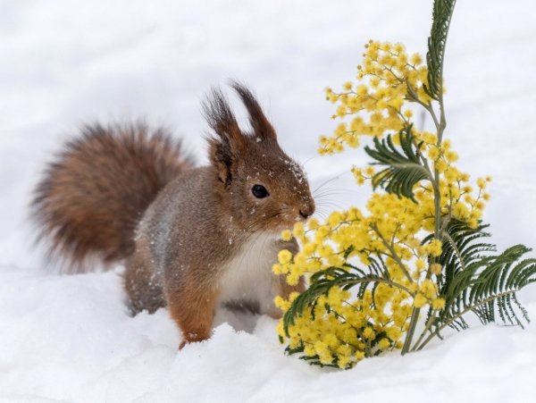Ранняя Весна животные