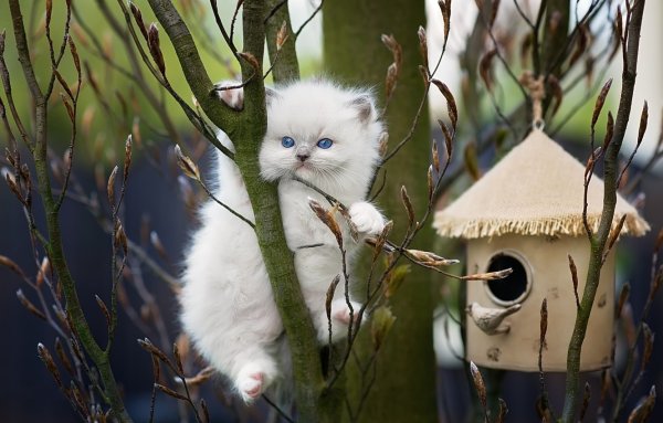 Весна животные