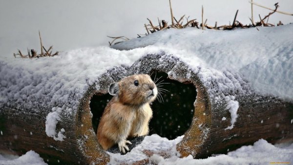 Животные под снегом