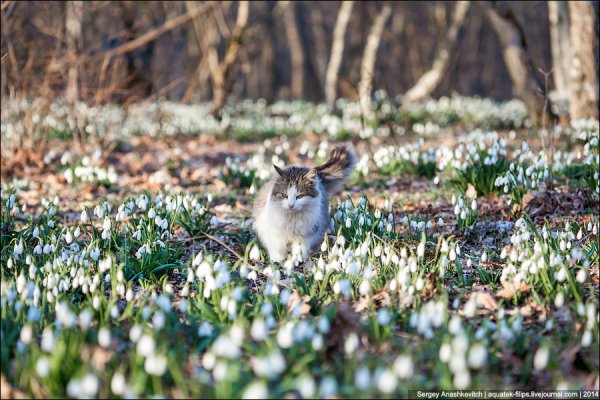 Живая природа зимой