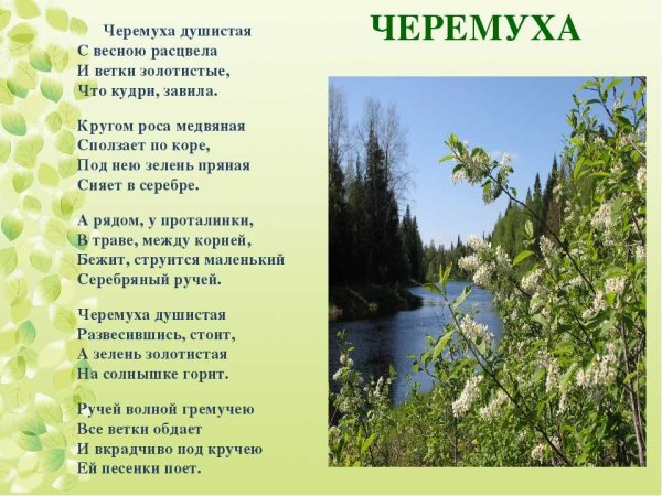 Сергей Есенин стихотворение черемуха