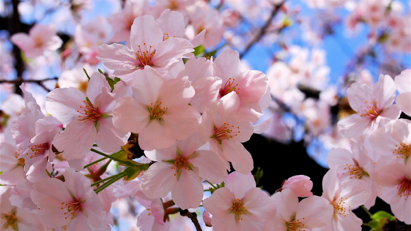 Весенний пейзаж