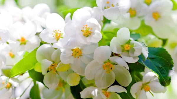 Жасмин цветы