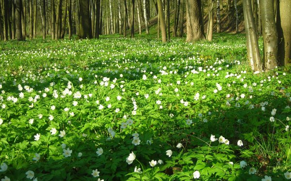 Весенние луговые цветы