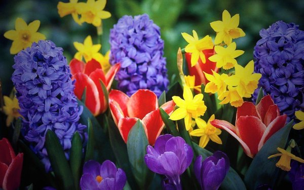 Сирень и Сакура