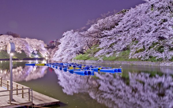 Дорога цветущие деревья