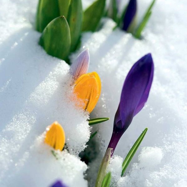 Хочу весны, весны