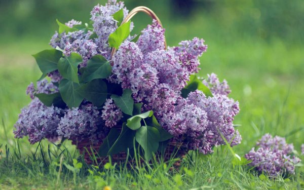 Сирень Молли Энн