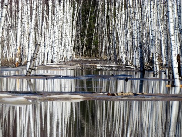 Половодье березы