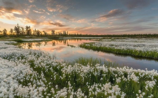 Ямальская тундра