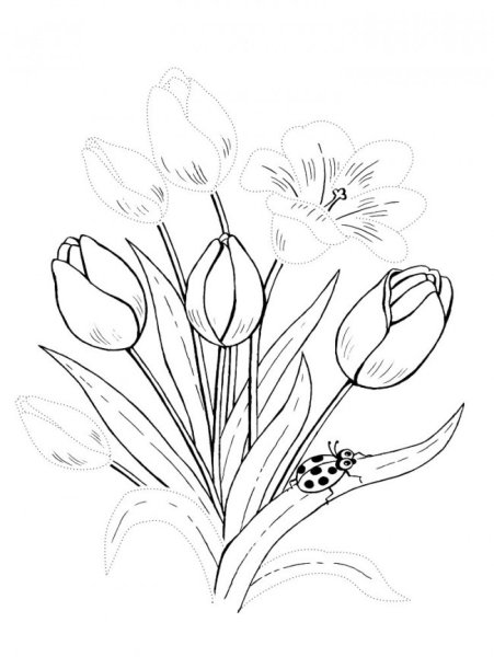 Тюльпан раскраска