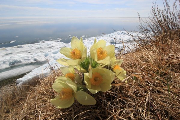 Сибирские подснежники на Байкале