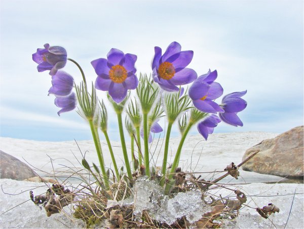 Подснежники на Байкале