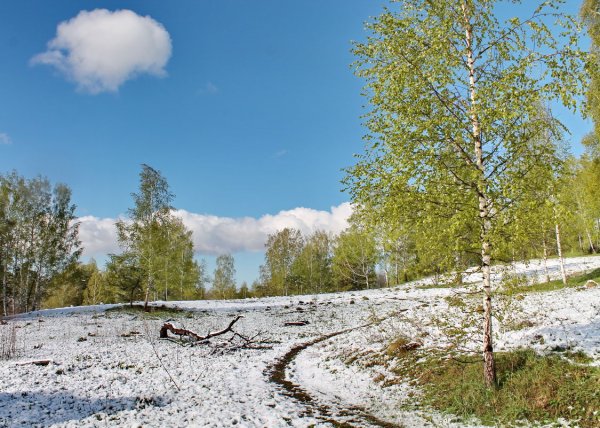 Сибирский лес весной