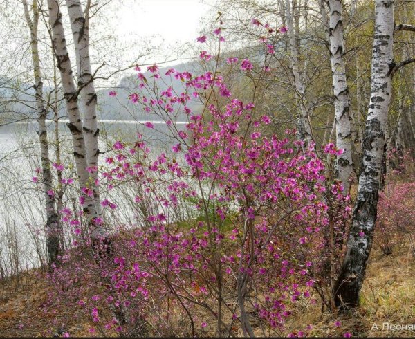 Рододендрон Даурский в березовой роще