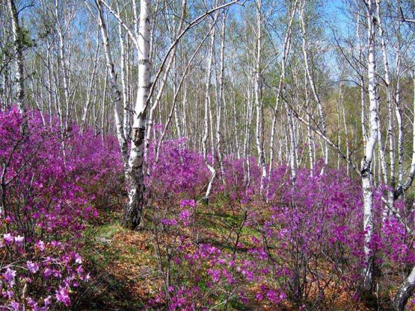 Багульник березовый