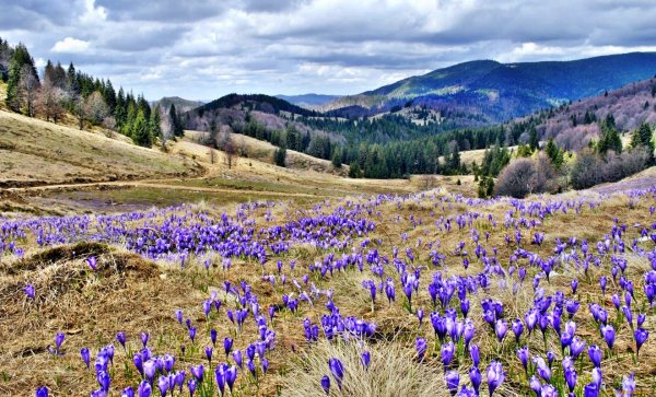 Апрель природа в горах