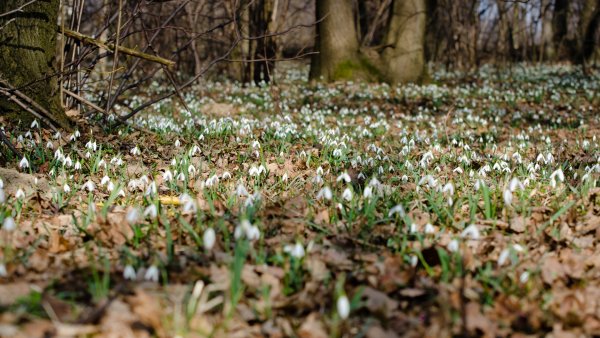 Ветреница Дубравная Подснежник