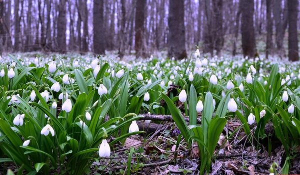 Курнаков цветут подснежники