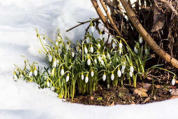 Чайковский Подснежник