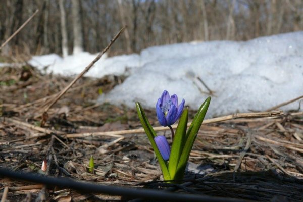 Подснежники в Чувашии