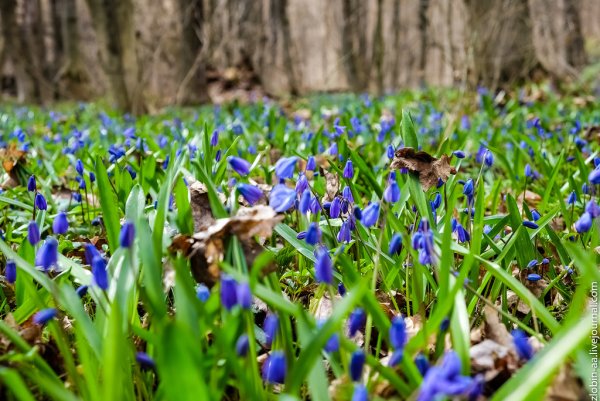 Лес пролески и подснежники