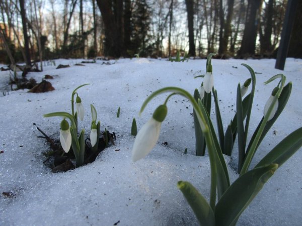 Подснежник узколистный