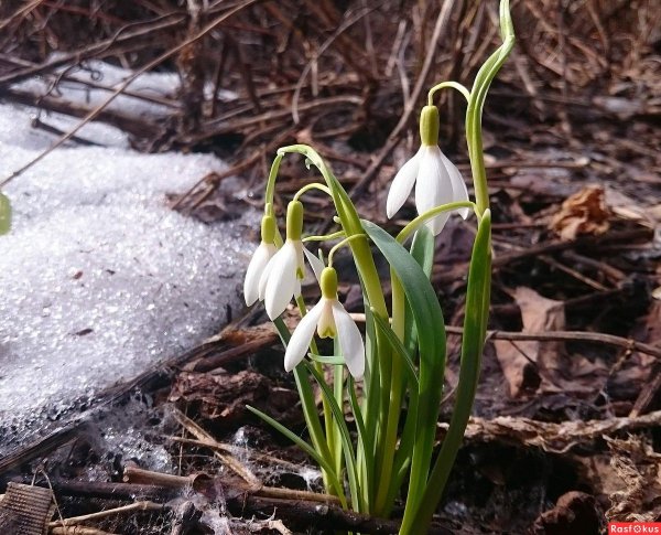 Кумысная Поляна подснежники