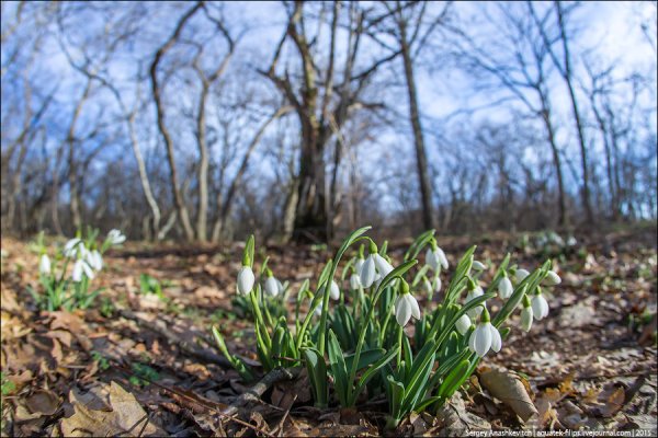 Пролески Поляна