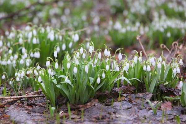 Ранняя Весна с проталинами подснежниками