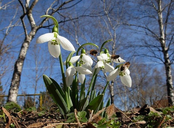 Прогулка по весеннему лесу