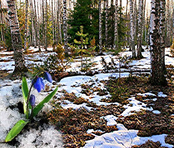 Фокина подснежники