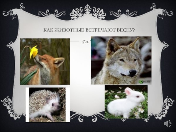 Как звери весну встречают