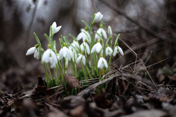 Пролески Весна Великобритания
