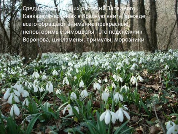 Кандыки подснежники Полянки