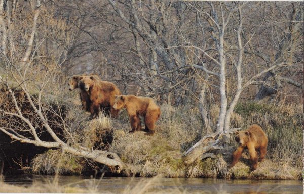 Дикие животные весной