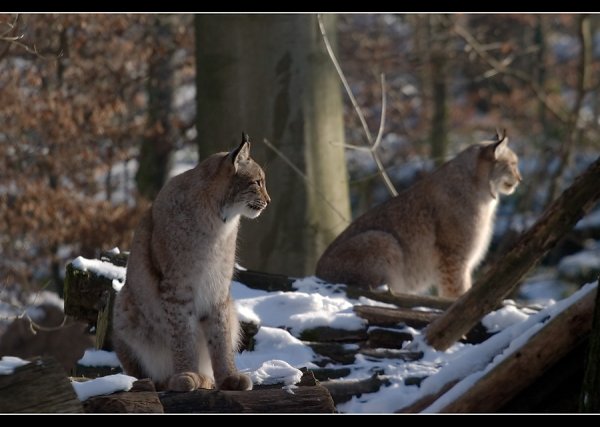 Звери в лесу ранней весной