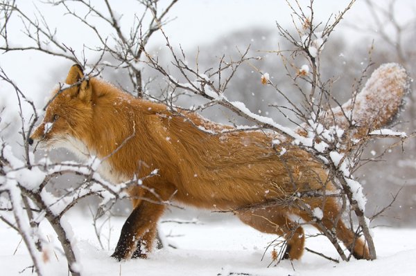 Линька , Лис весной