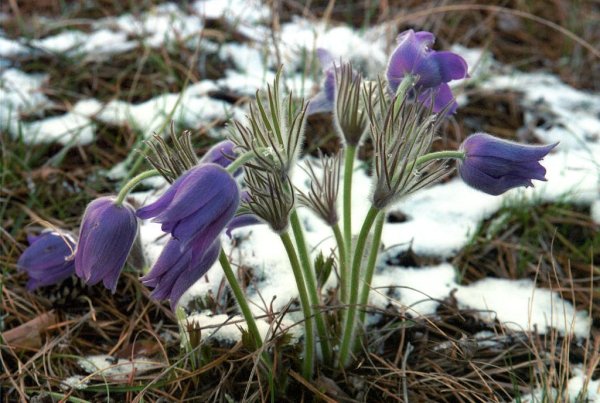 Бунин Луга зазеленели