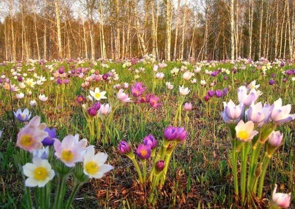 Подснежники рисунок