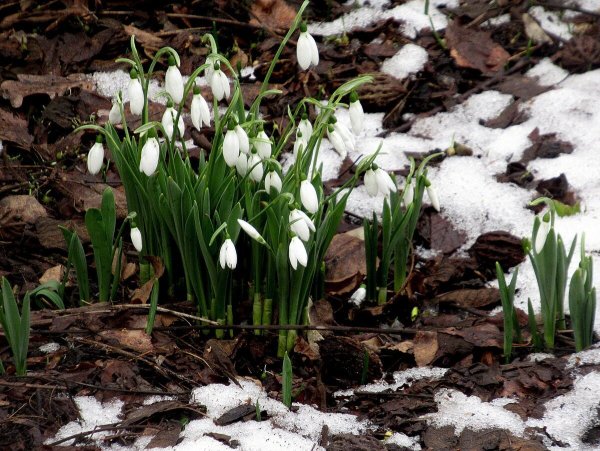 Подснежник Сибирский