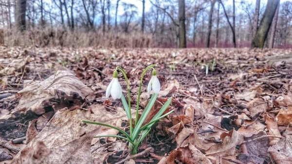 Царство Подснежник узколистный